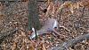 Click image for larger version. 

Name:	1st Deer 11-16-2014.jpg 
Views:	7 
Size:	104.3 KB 
ID:	10839