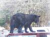 bear on rail 002.jpg