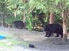 Click image for larger version. 

Name:	BIG V bear vids 088.jpg 
Views:	13 
Size:	98.4 KB 
ID:	11313