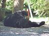 Click image for larger version. 

Name:	BIG V bear vids 074.jpg 
Views:	10 
Size:	96.2 KB 
ID:	11314