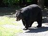 Click image for larger version. 

Name:	BIG V bear vids 029.jpg 
Views:	13 
Size:	96.3 KB 
ID:	11315