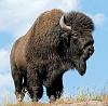 Click image for larger version. 

Name:	cotton-mesa-whitetail-American-bison.jpg 
Views:	1 
Size:	75.9 KB 
ID:	10661