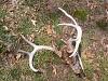 Click image for larger version. 

Name:	Dead buck 04-22-14 3.jpg 
Views:	52 
Size:	80.2 KB 
ID:	10546