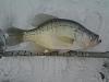 Click image for larger version. 

Name:	16crappie.jpg 
Views:	25 
Size:	83.9 KB 
ID:	10031