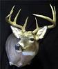 Click image for larger version. 

Name:	Rob's Buck.jpg 
Views:	1 
Size:	4.0 KB 
ID:	9091