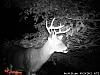 Click image for larger version. 

Name:	Late Sept  Buck.jpg 
Views:	76 
Size:	93.1 KB 
ID:	9044