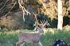 Click image for larger version. 

Name:	Bucktrader-whitetail (1).JPG 
Views:	26 
Size:	55.3 KB 
ID:	10660